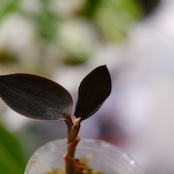 Ludisia discolor var. nigrescens / ルディシア ディスカラー ニグレスセンス⑤ / 観葉植物