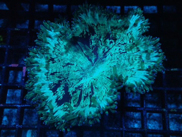 Catalaphyllia XS Size 3
