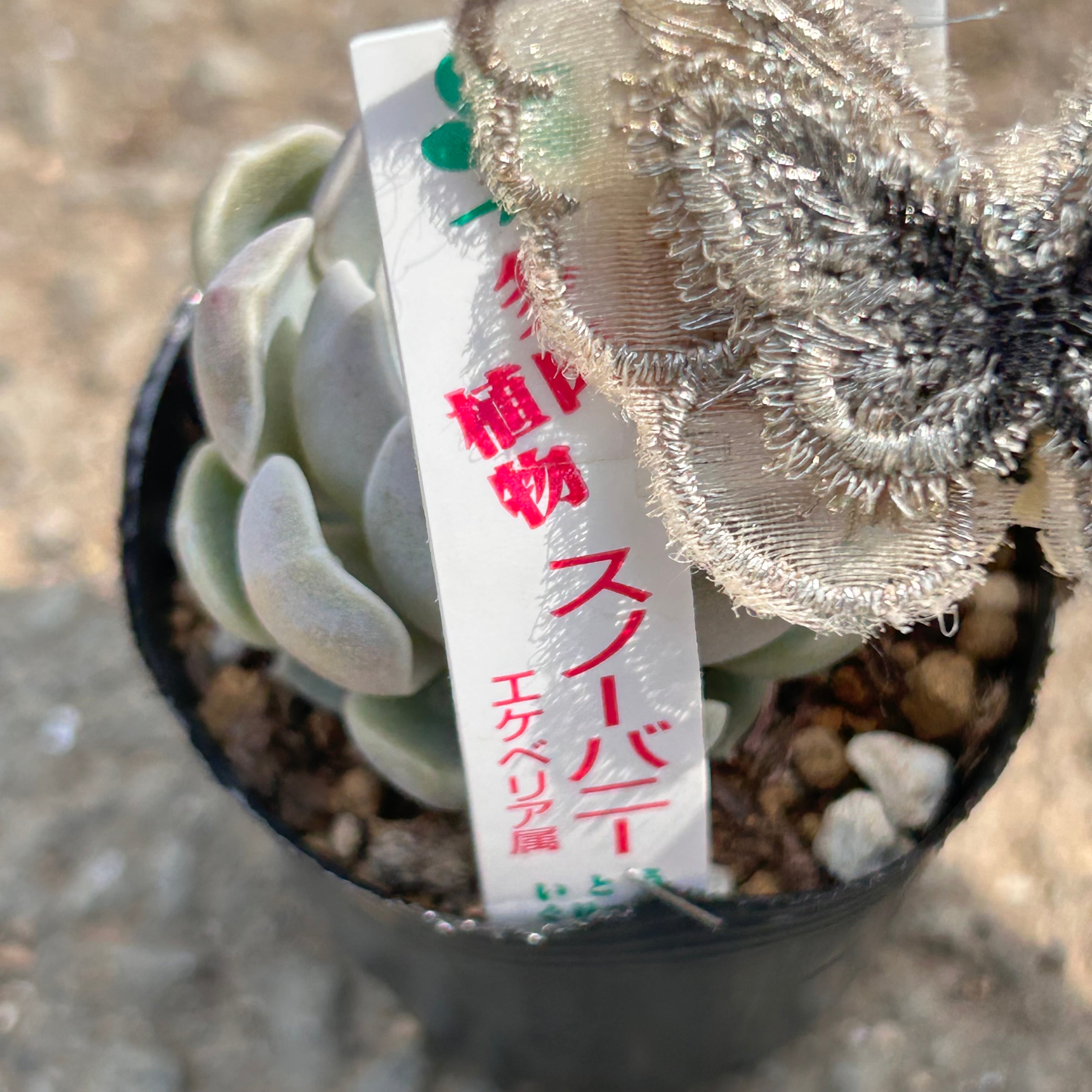 スノーバニー | RuPo 多肉植物専門店