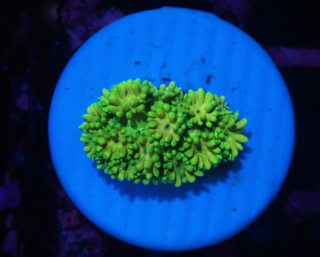 【現地買付】Goniopora FromMakassar Frag 2