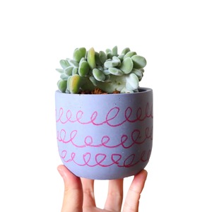 エケベリア フロスティ 綴化