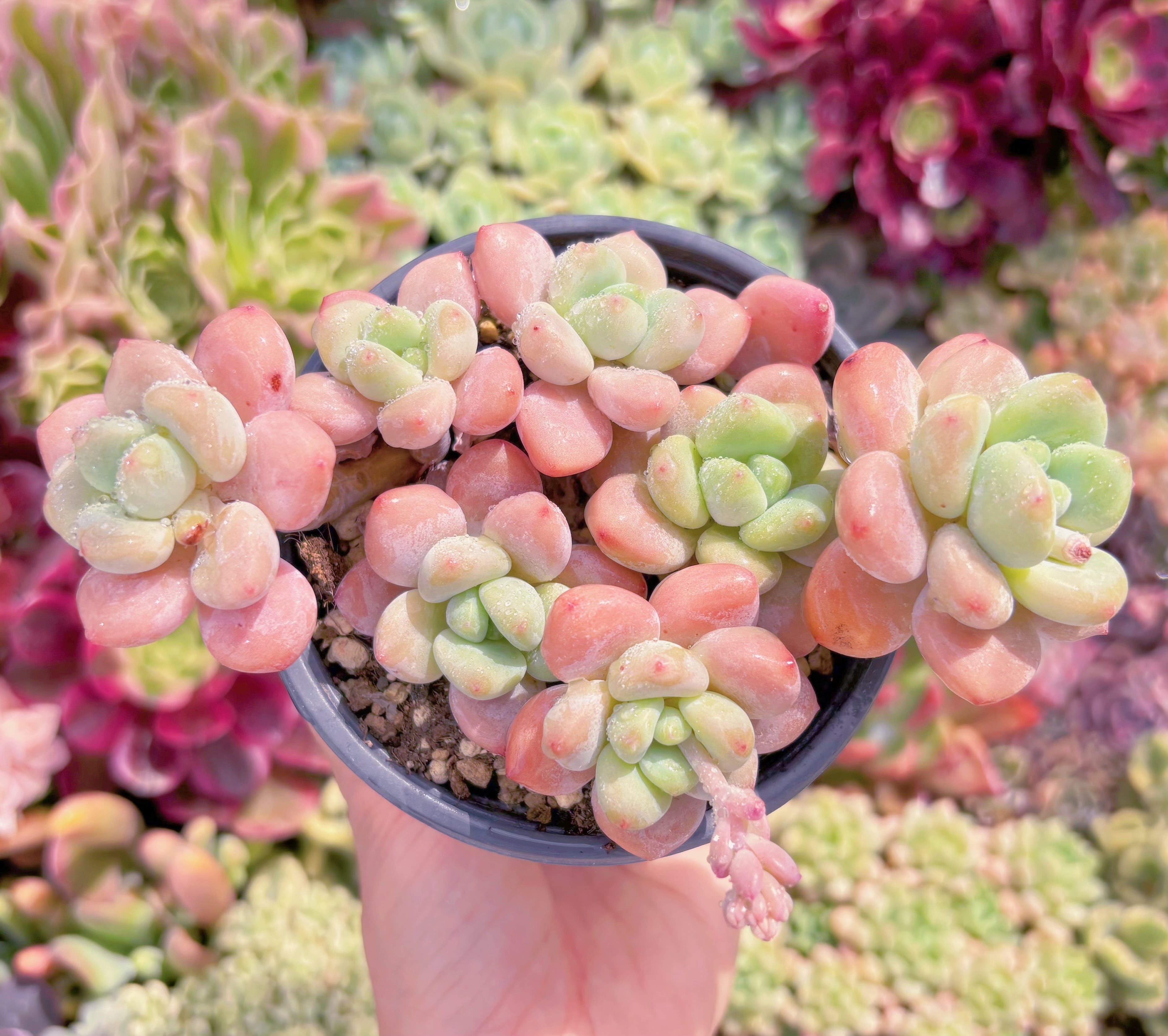 現品　マカロン#749　るる農園