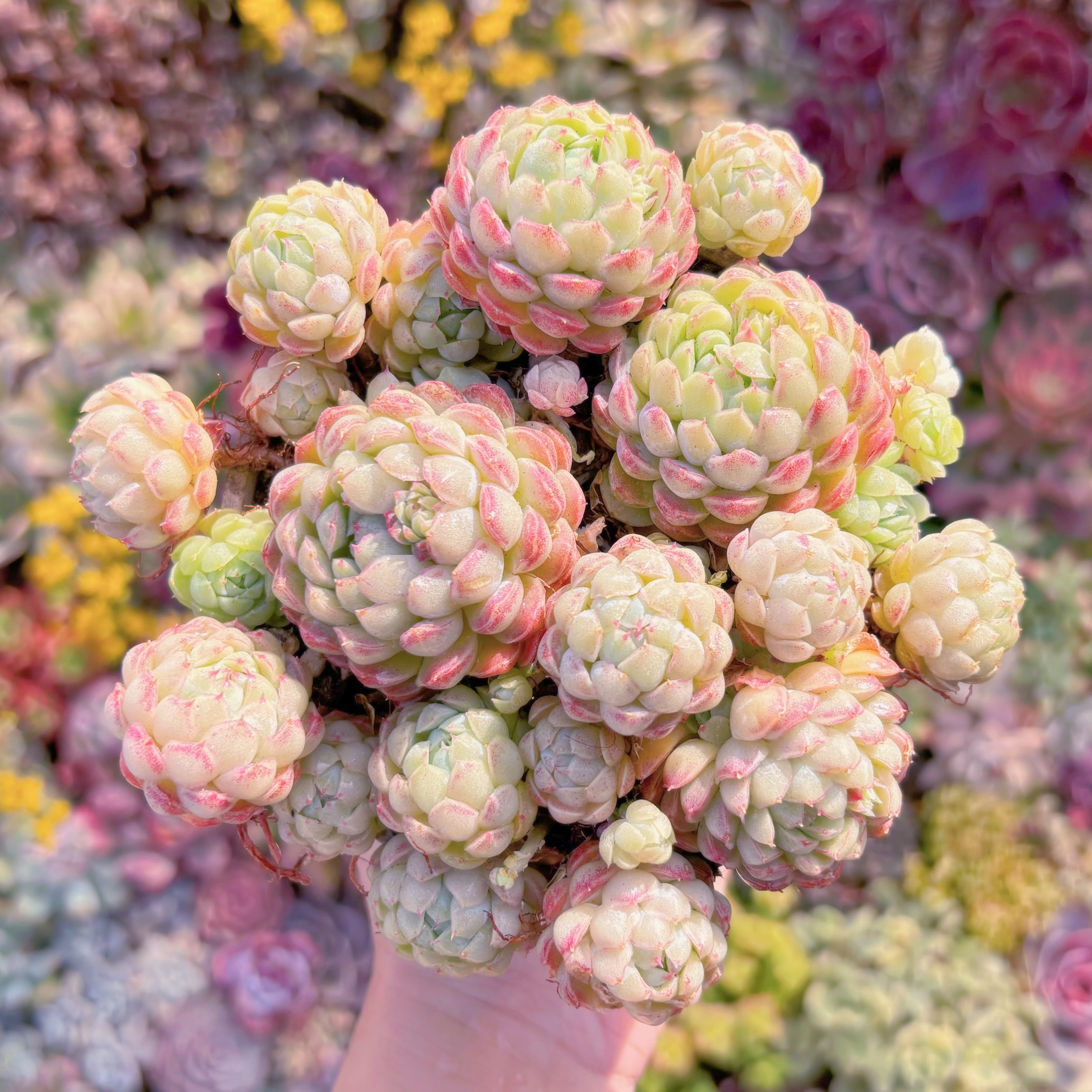 現品　ハチミツボール#A099　大群生　新入荷　るる農園