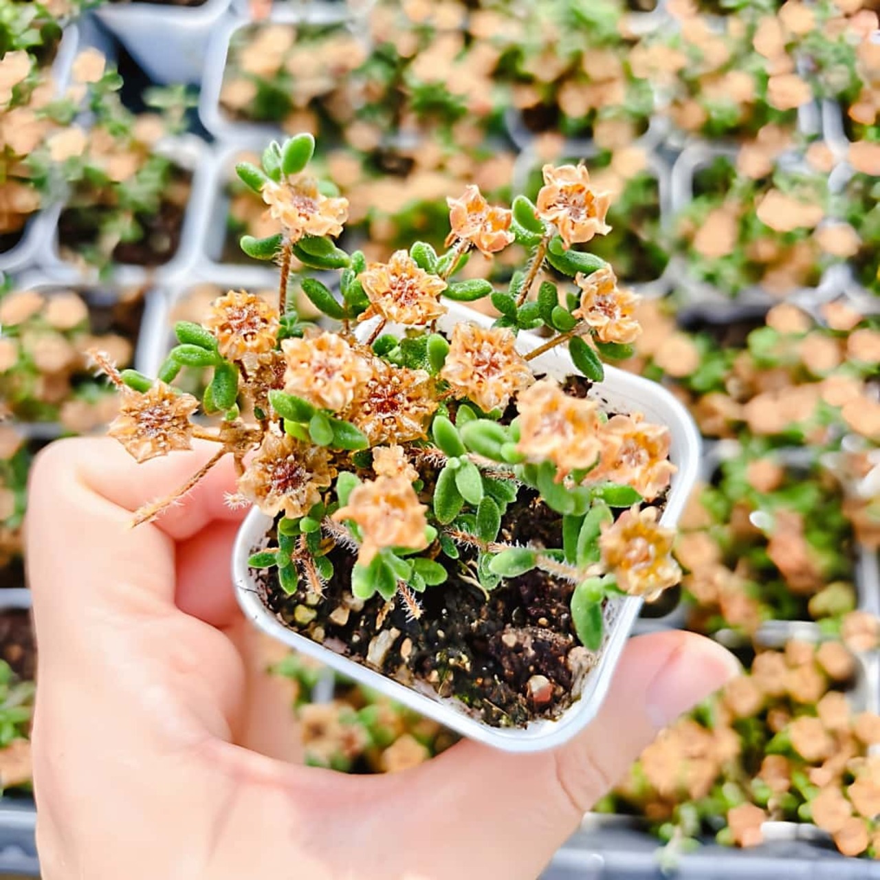 農園直売 多肉植物 寄せ植え ドロサンテマム レッドダイヤモンド（群 