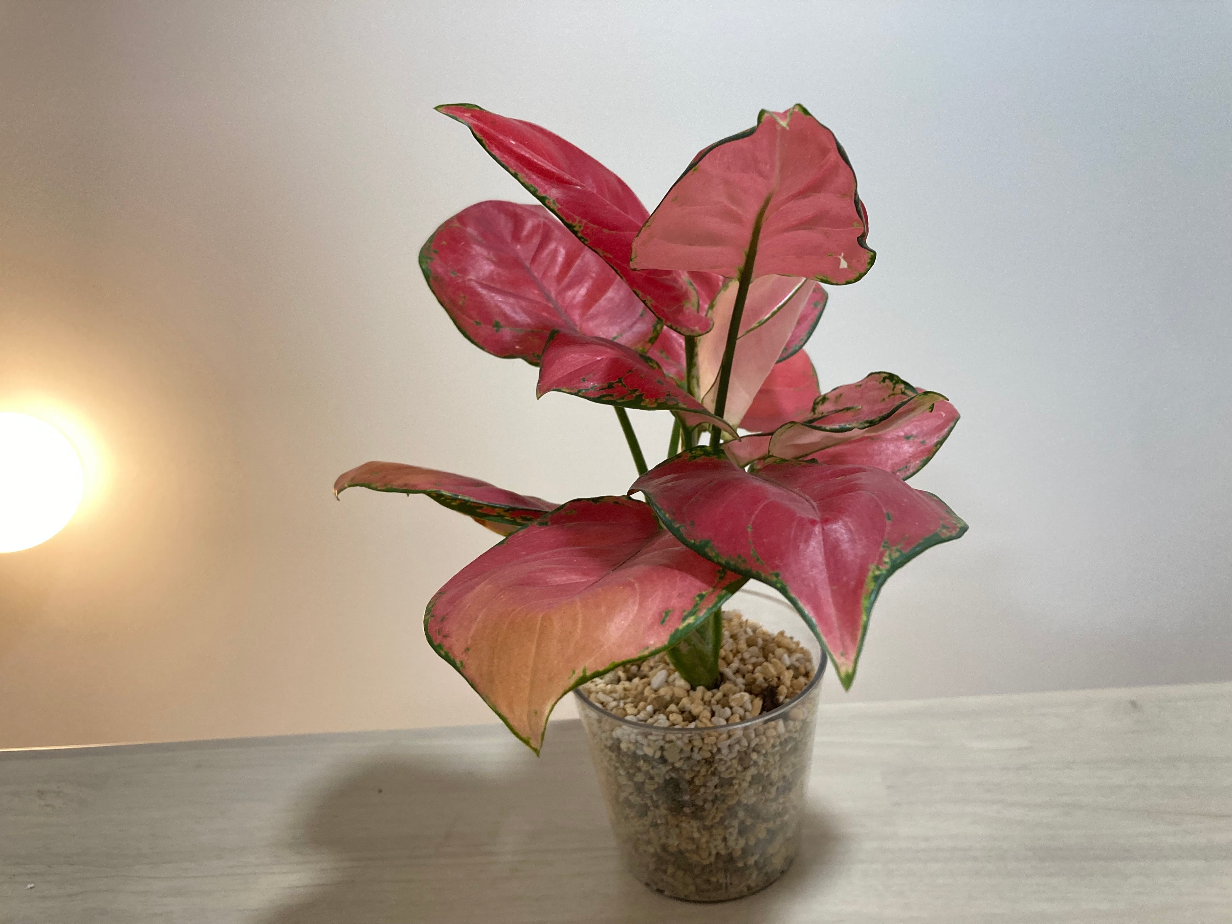 アグラオネマ（赤系） 透明鉢 | YR Life Plants | 防虫、殺虫すみの
