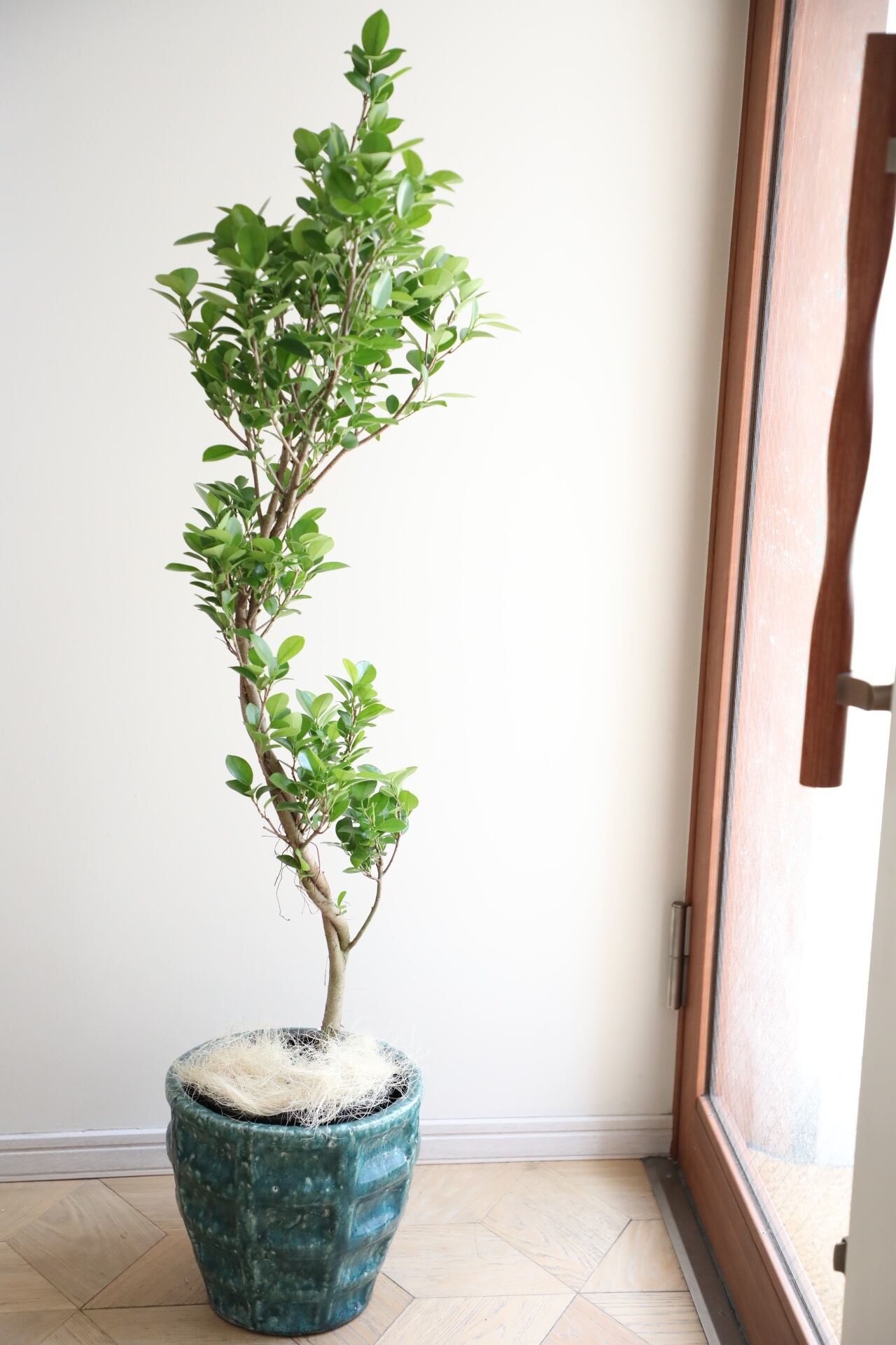 L】【渋谷区周辺エリア/配送料無料】【135cm】フィカス モクラメ/Ficus