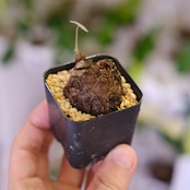 Stephania kaweesakii / ステファニア カウィーサキー㊻/ 観葉植物
