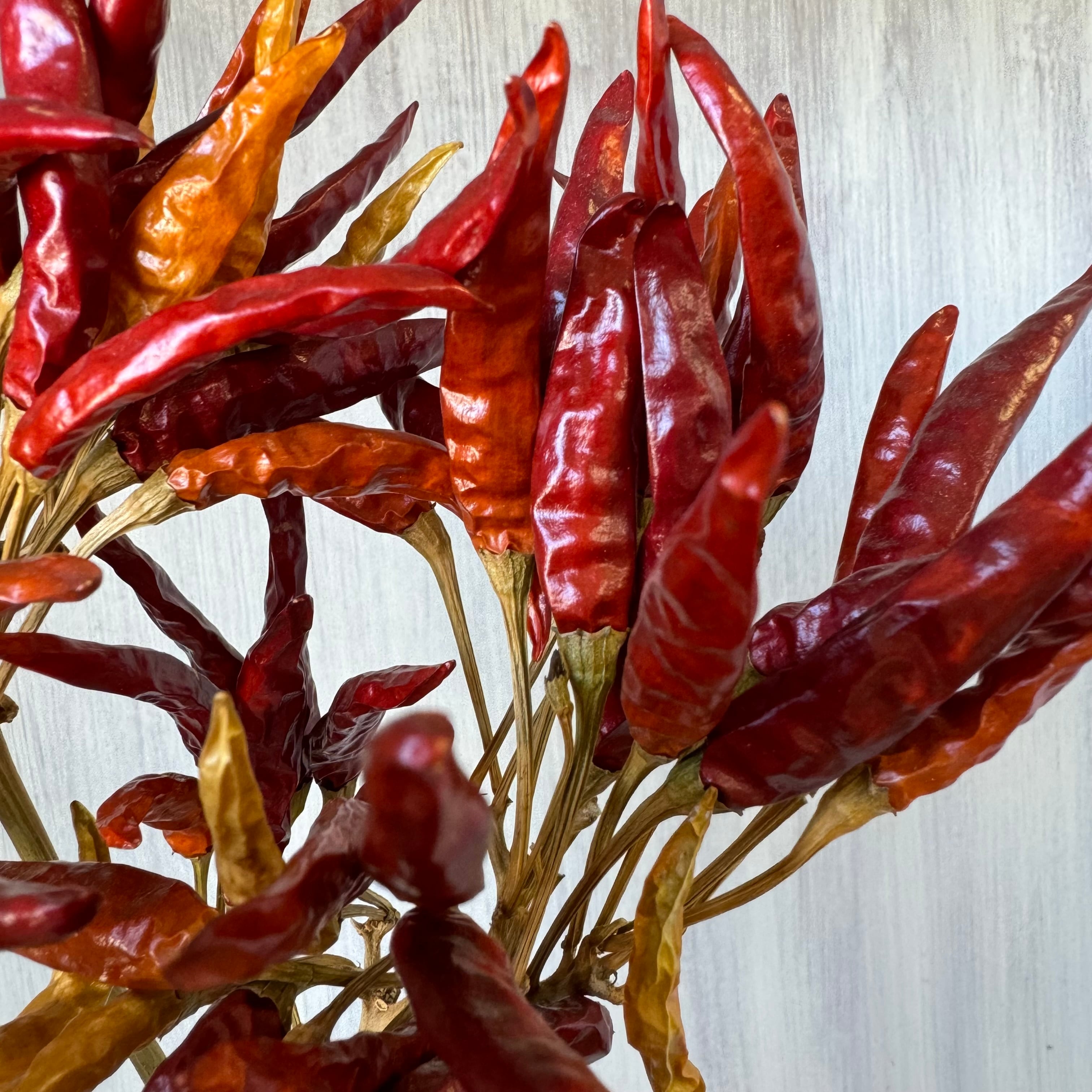 トウガラシ 5本 ドライフラワー | 新鮮お花問屋 Jp-Farmers.com