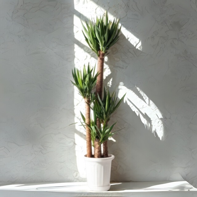 ユッカ エレファンテイペス（青年の木） 10号