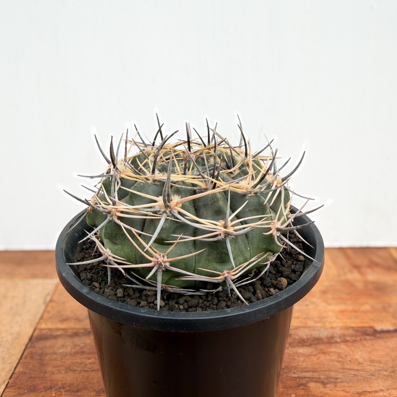 Gymnocalycium bicolor【ギムノカリキウム・ビカラー】