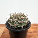 Gymnocalycium bicolor【ギムノカリキウム・ビカラー】