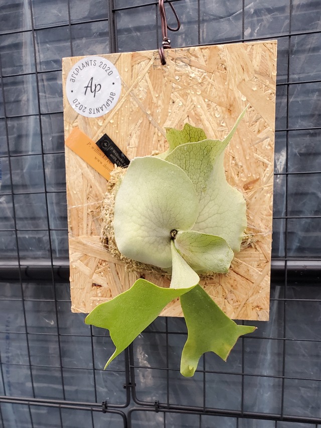 P.Willinckii cv. Coral (Sporelings)  【artPLANTs】ビカクシダ/Platycerium