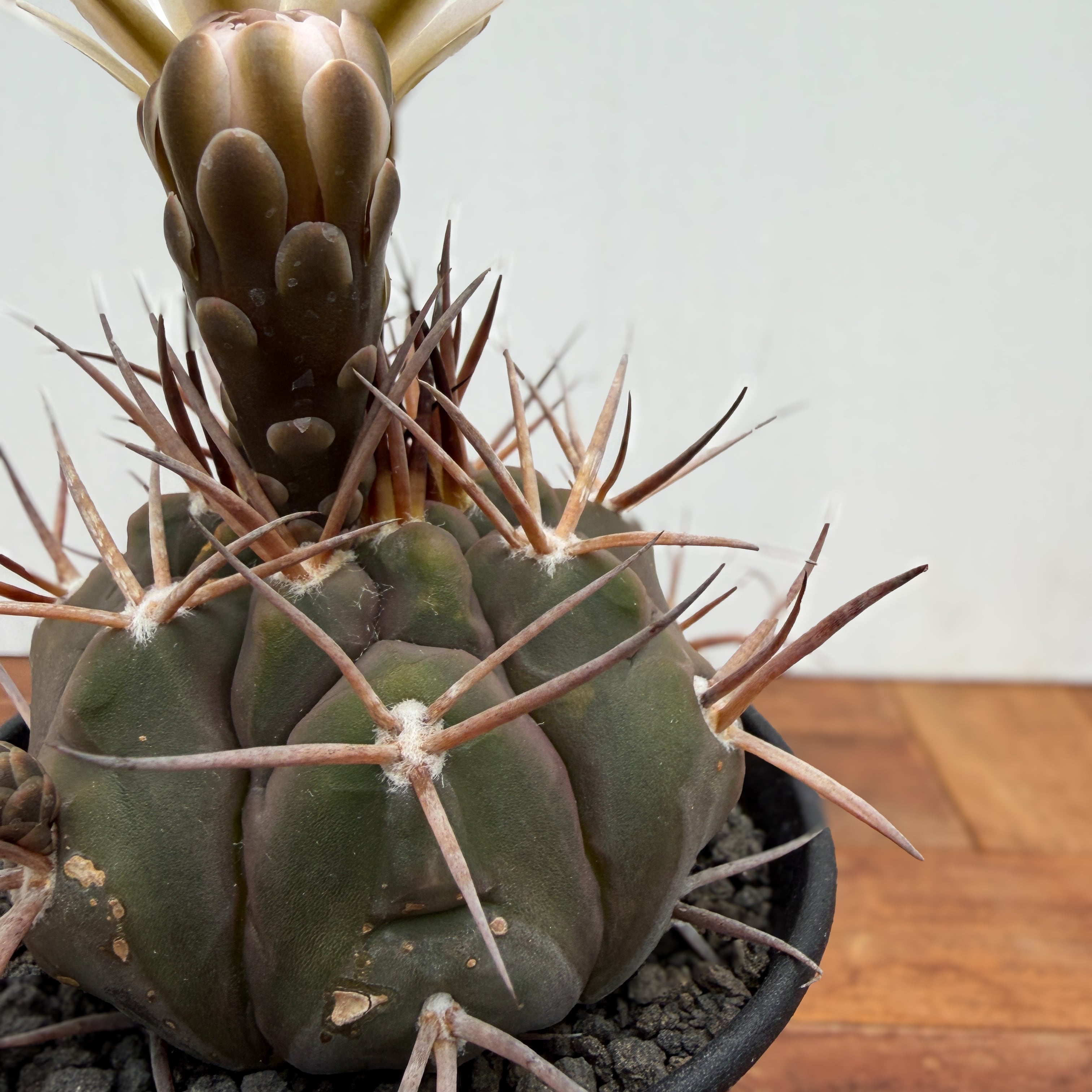 【コレクション】ギムノカリキウム　守金魔天竜　幅5.5㎝　未発根　No.54 Gymnocalycium mazanense ギムノカリキウム 守金魔天竜 サボテン