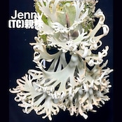【クリアランス】ビカクシダ　ジェニー　P. willinckii 'Jenny'【959】