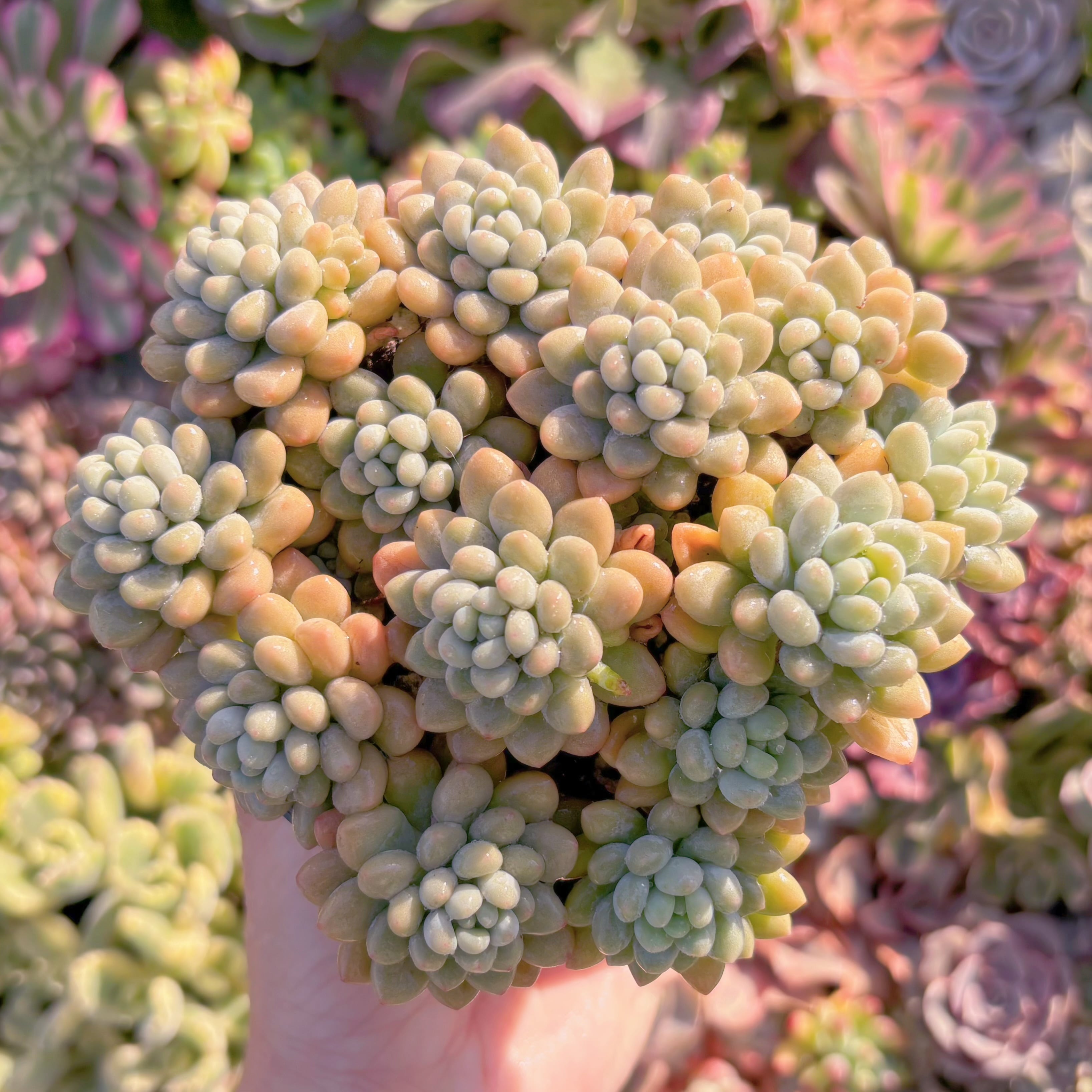 現品　キャビア#M069　大群生　新入荷　るる農園