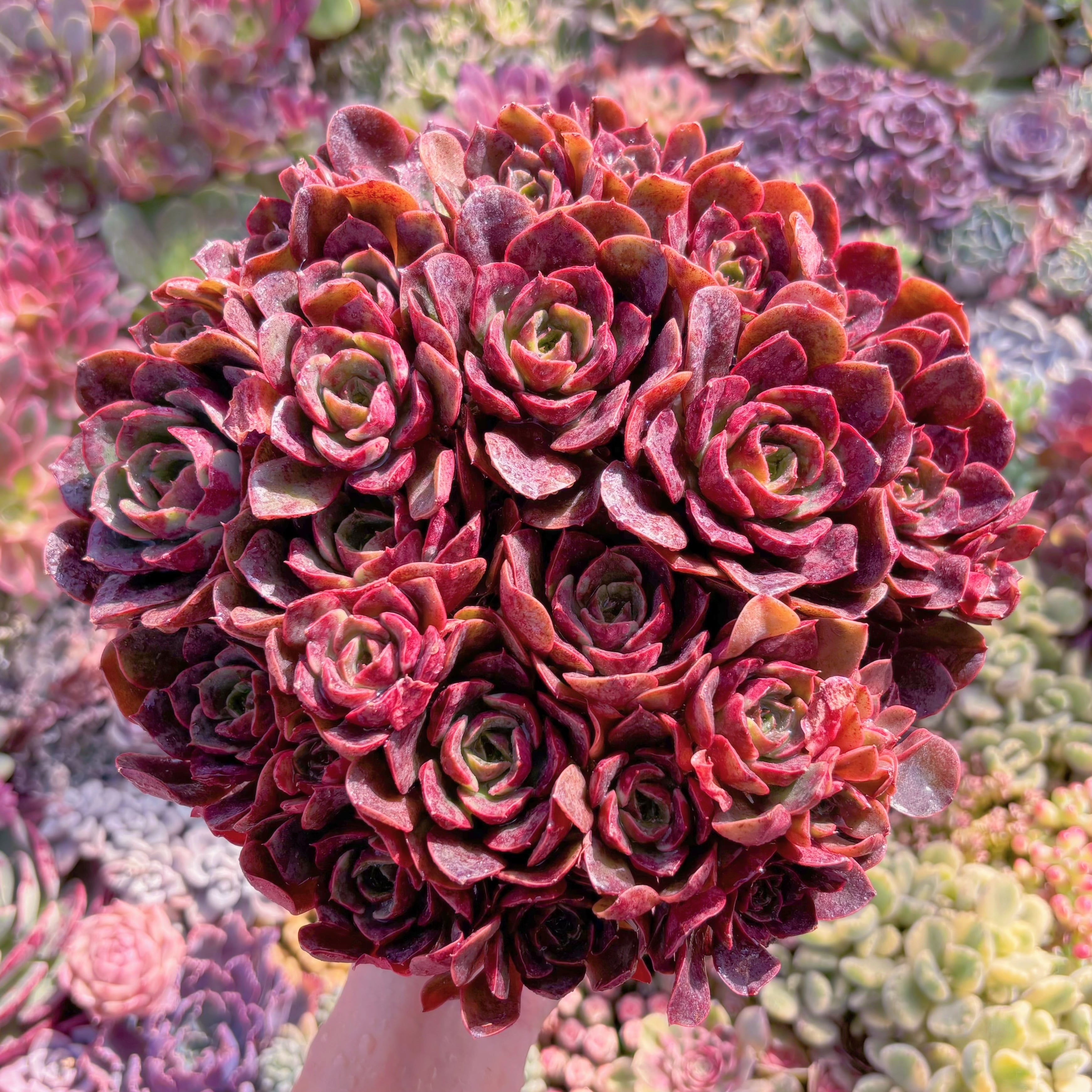 現品　klaus rose#F202　特大群生　美苗　希少　新入荷　るる農園