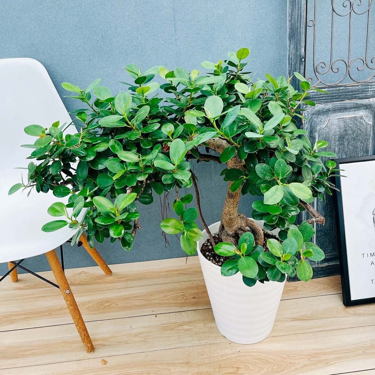 現品］【希少】41番 パンダガジュマル 盆栽仕立て 8号 観葉植物 室内