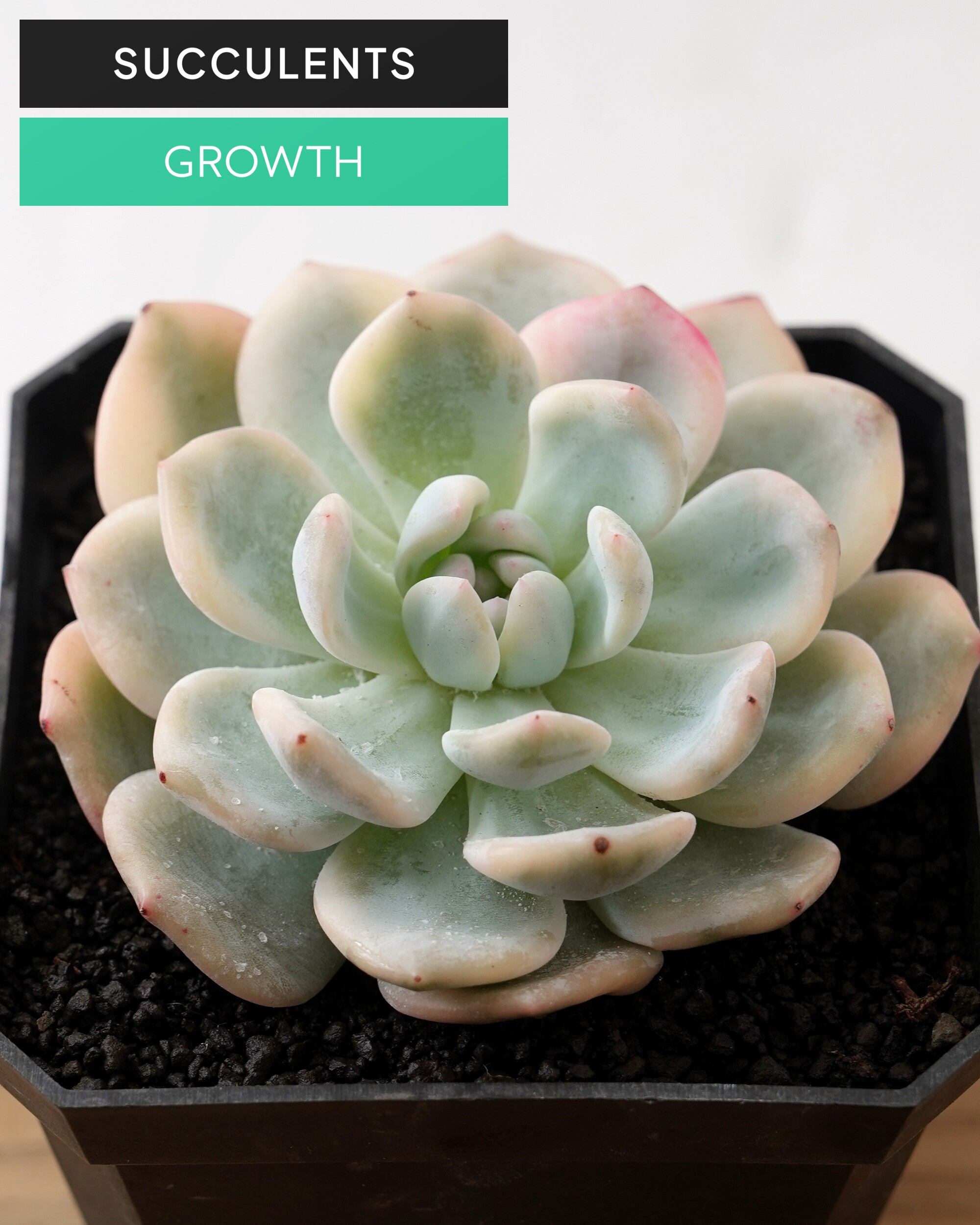 SUCCULENTS トレンド | PUKUBOOK SUCCULENTS