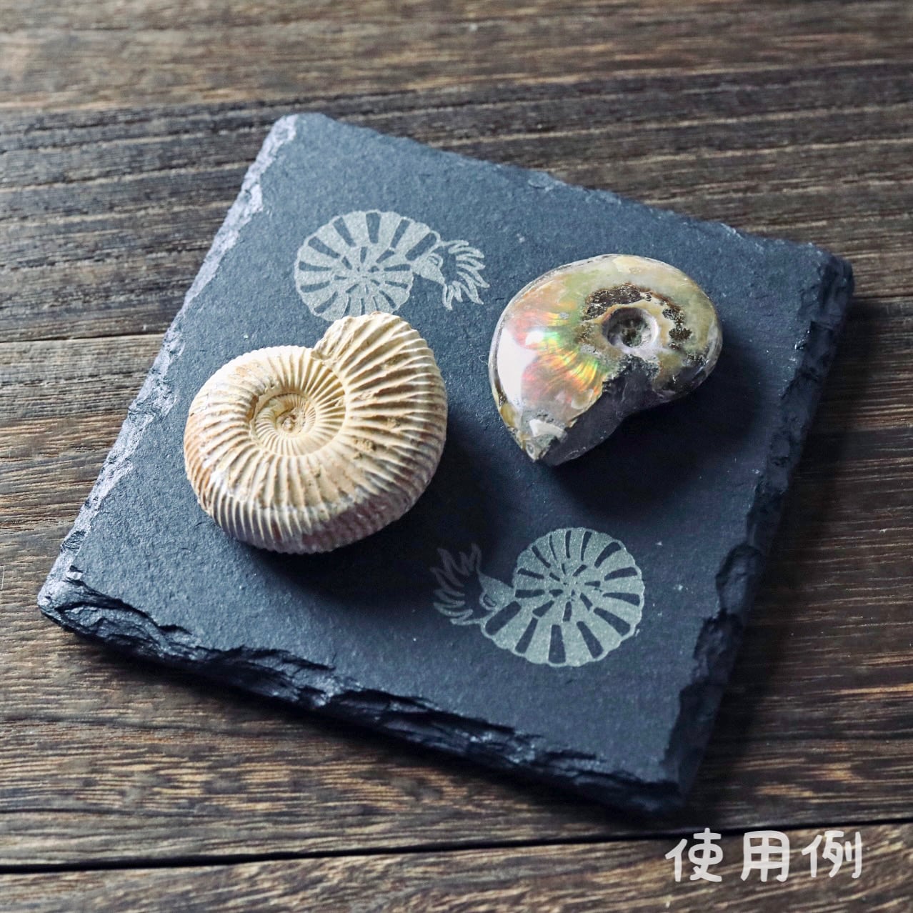 古代プレート :L 〈 アンモナイト・オルソセラス・オウムガイ 〉 | 樹