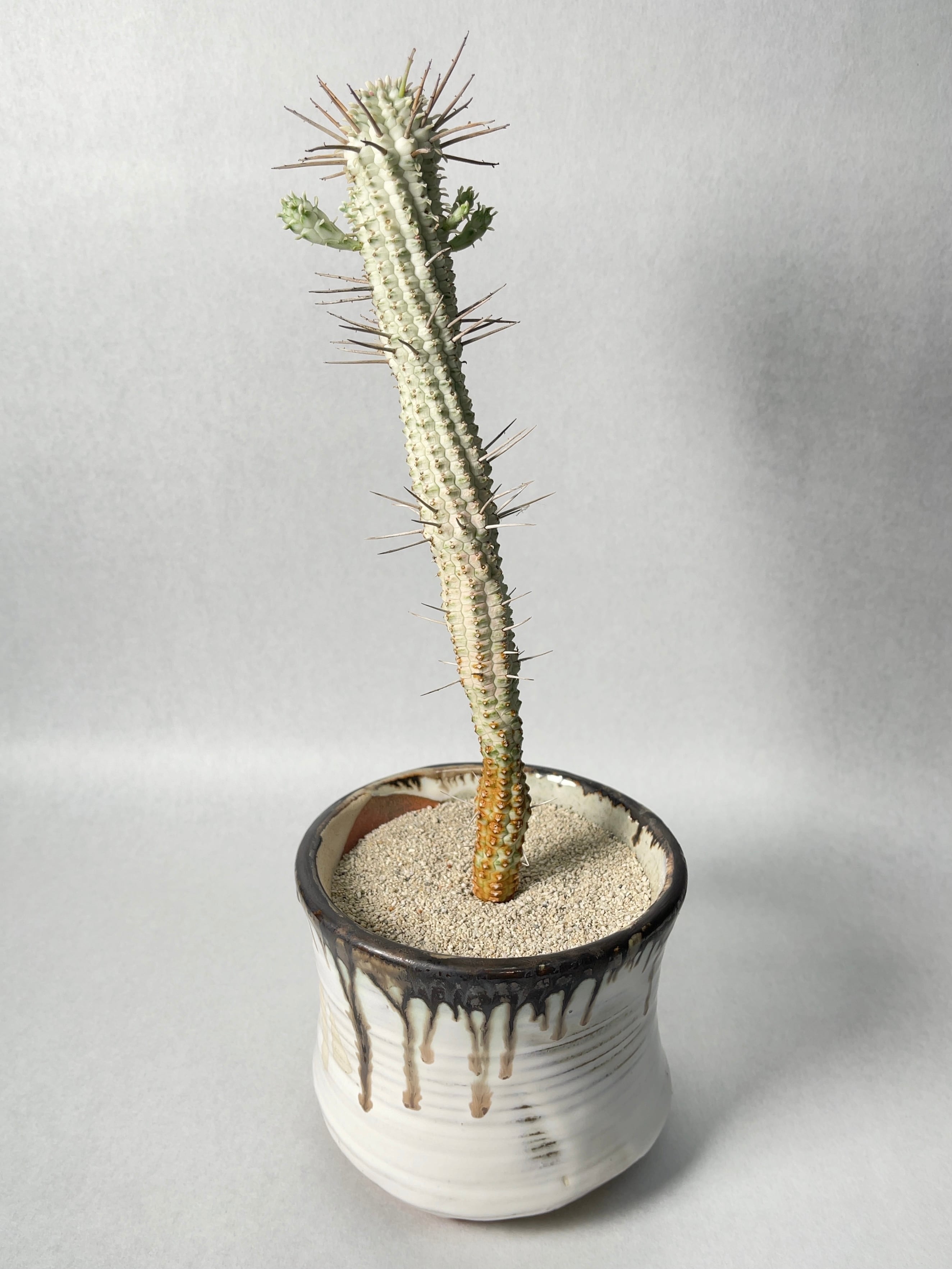 ユーフォルビア・白樺キリン | trigger