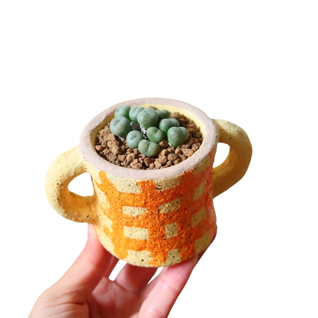 コノフィツム ジュクンダム オルビクム（花）