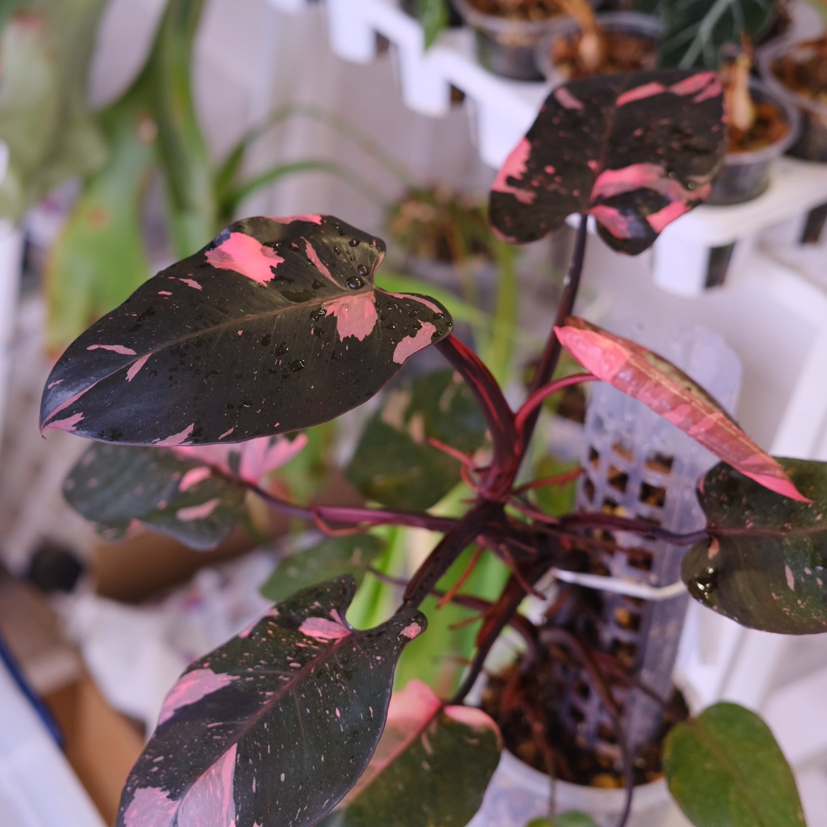 フィロデンドロン / Philodendron | tokyoplants / 観葉植物専門店