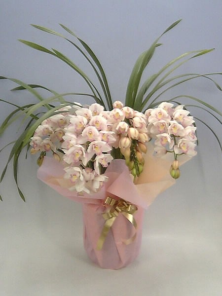 アーチ仕立て シンビジューム ミリオンキッス 5本立ち♪ラッピング無料