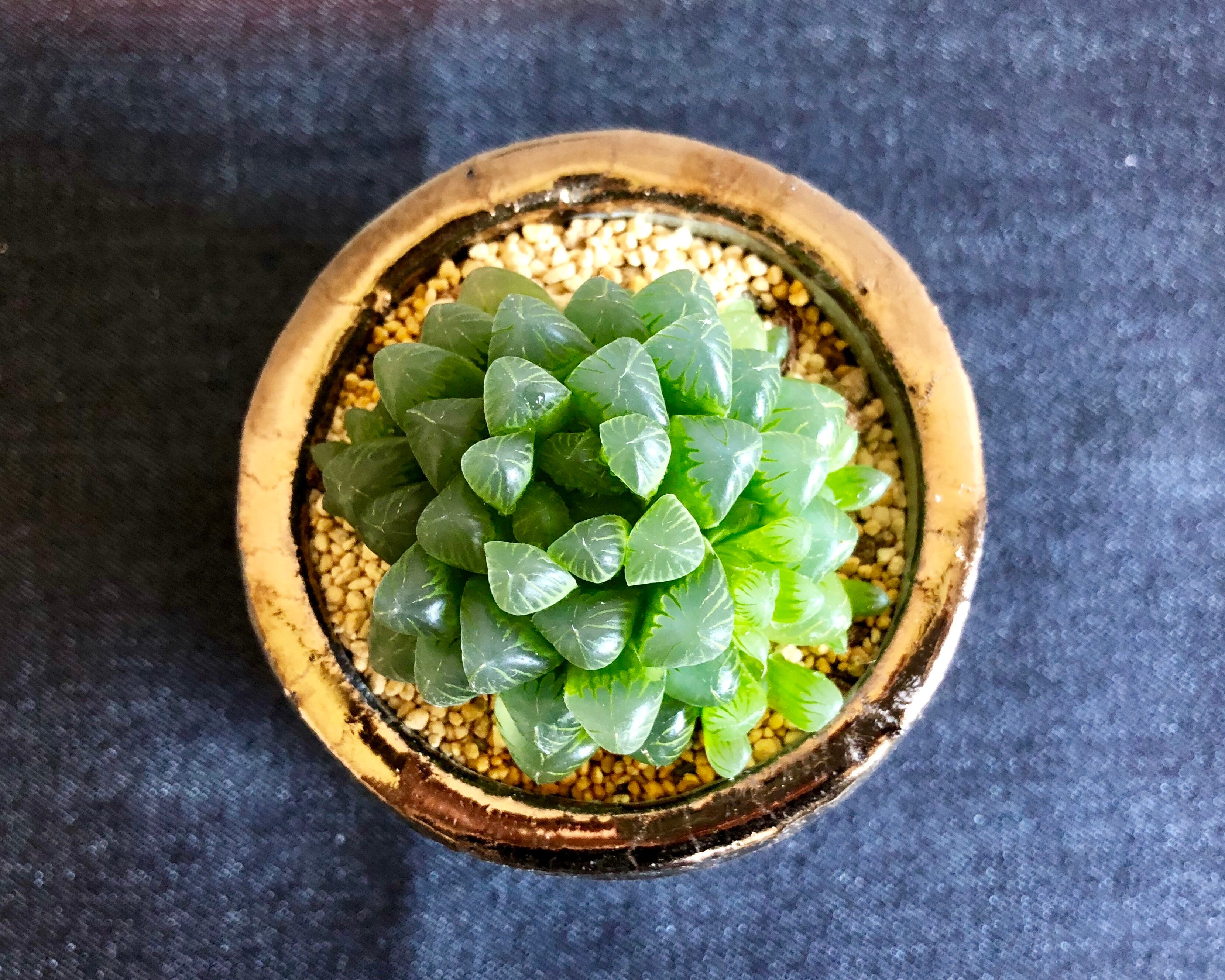 オブツーサ トゥルンカータ Planet Plants プラネットプランツ オブツーサ トゥルンカータ Planet Plants プラネットプランツ