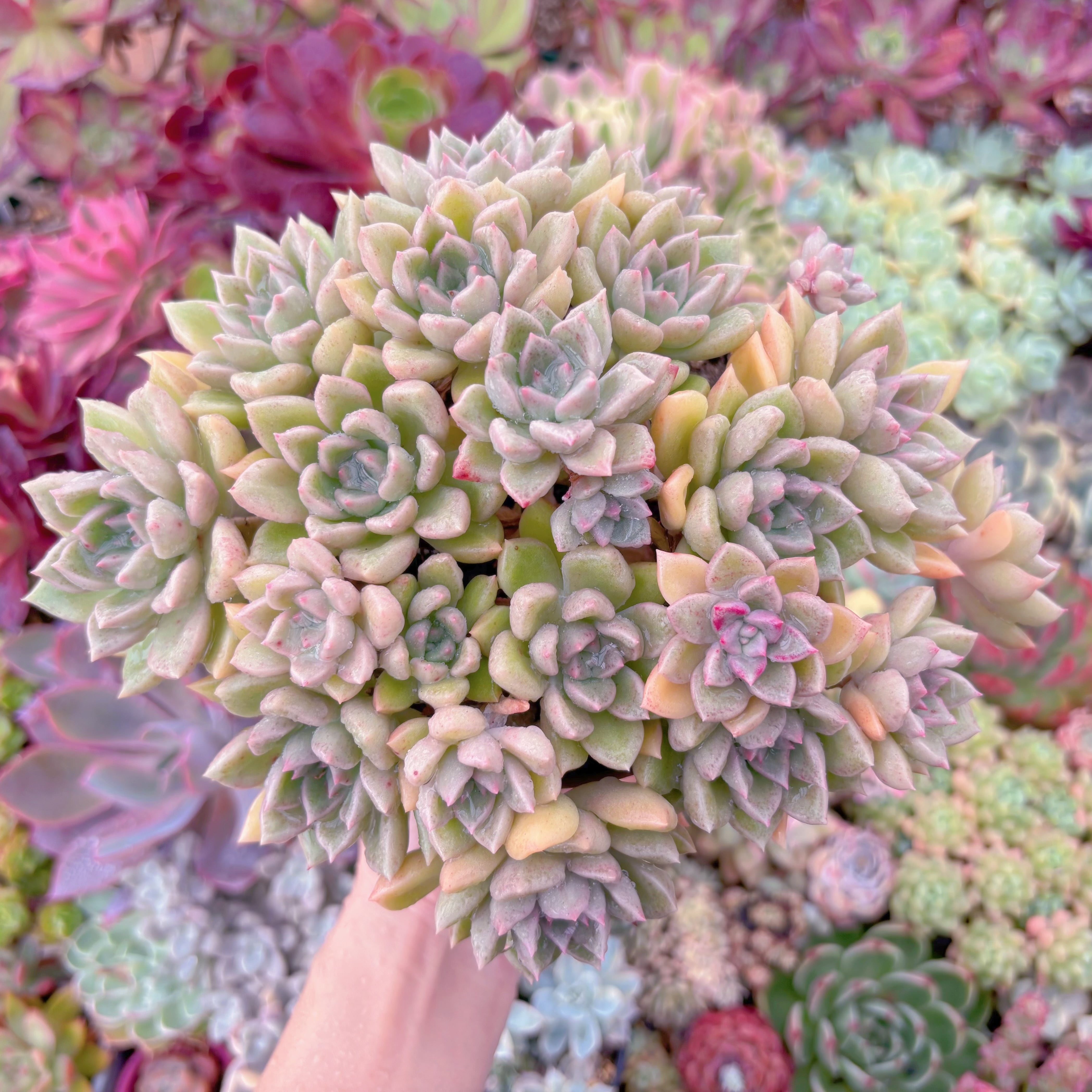 現品　アルジェ#534　古株群生　特大　るる農園