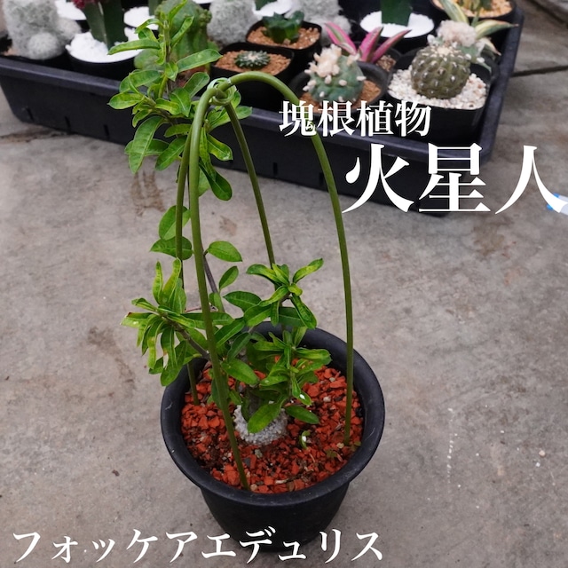 【火星人 】3.5号　フォッケアエデュリス　人気　塊根植物