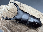 【WD】大型《スマトラパリーオオクワ 71mm ペア》