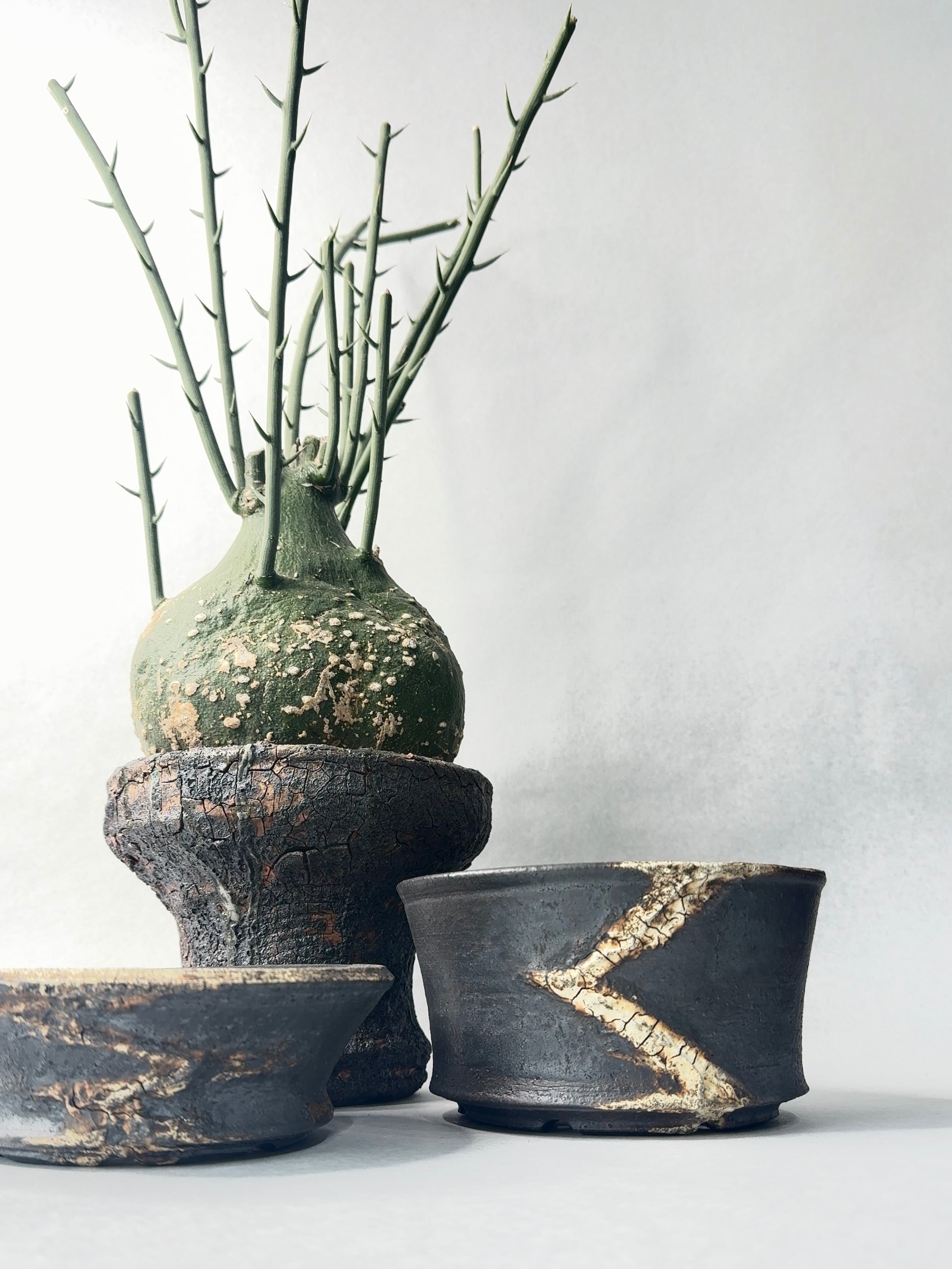 アデニア・グロボーサ | trigger