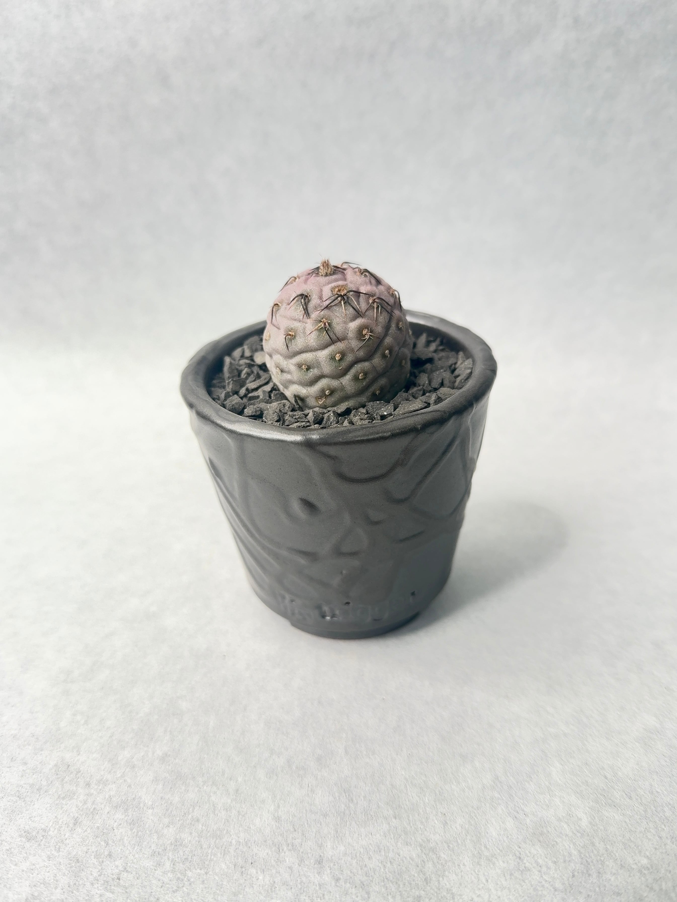 39.テフロカクタス・ゲオメトリクス | trigger