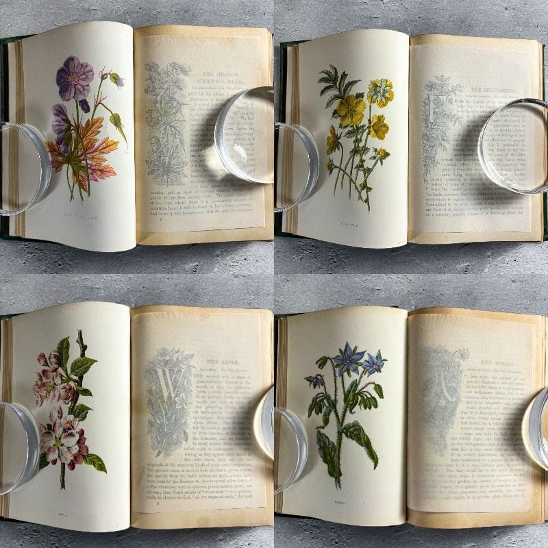 イギリス アンティーク 装丁豪華版 40プレート 植物図鑑 野の花 イギリス アンティーク 装丁豪華版 40プレート 植物図鑑 野の花