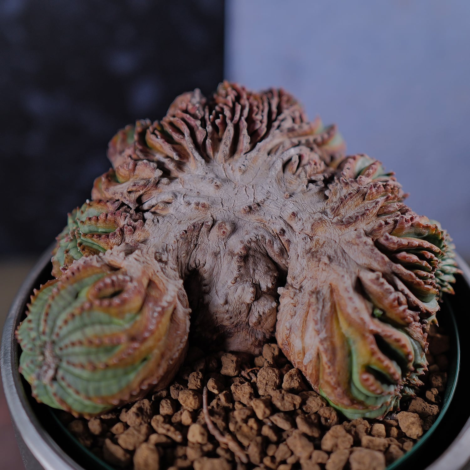 オス株【超厳選株】超異型 超大株 最大幅約12.6cm ヴィンテージ 綴化