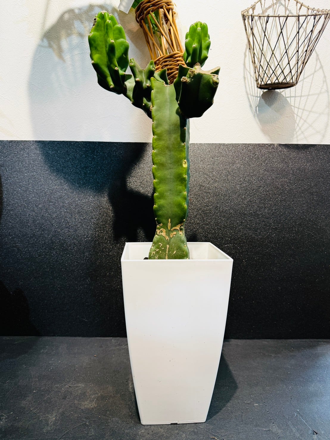 柱サボテン・ブランチ 7号 | 観葉植物と雑貨のお店 VIVAGREEN
