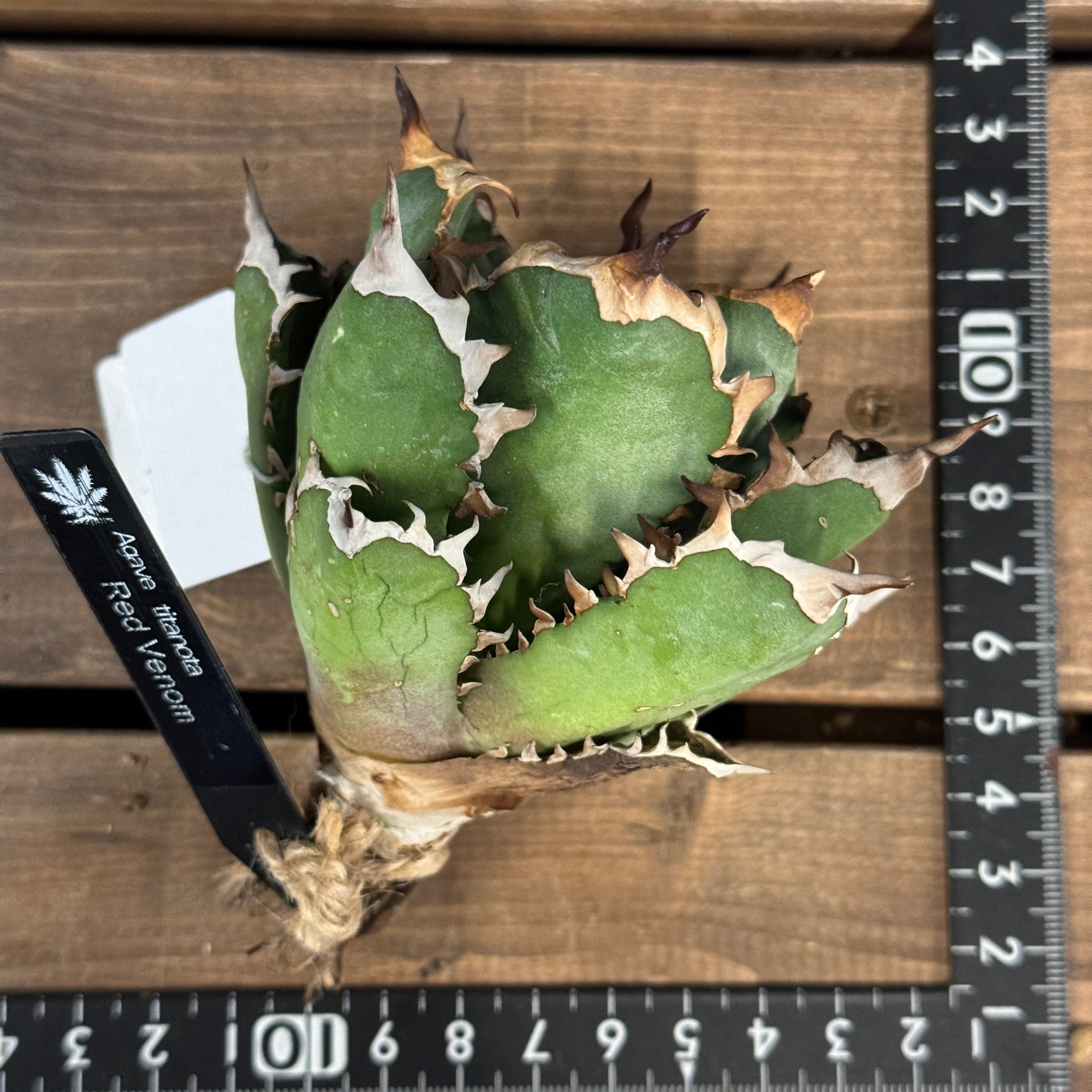 アガベ チタノタ レッドヴェノム(レッドベノム)【501】 | PROTOLEAF