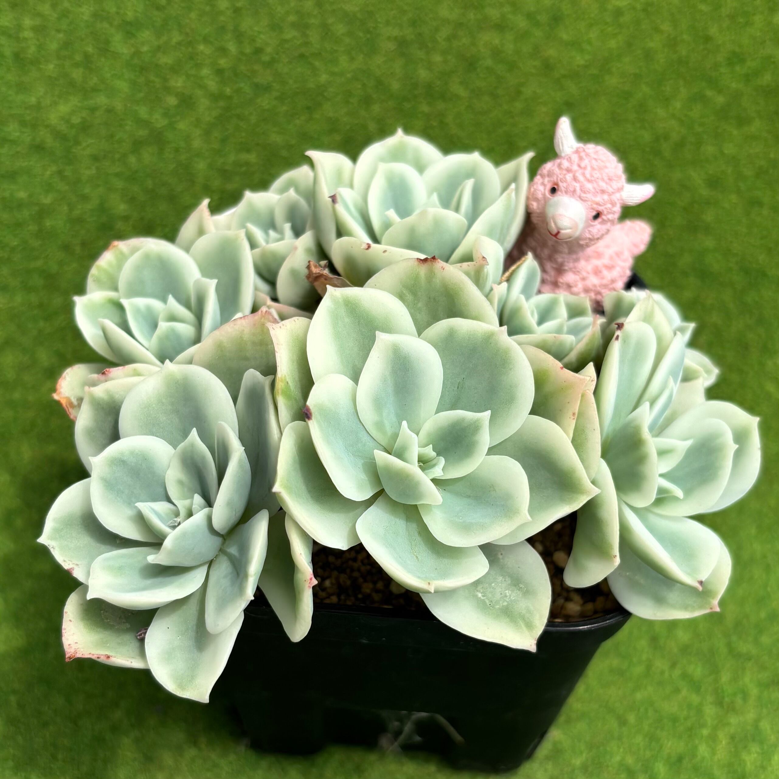斑入り | 多肉植物 豆彦商店