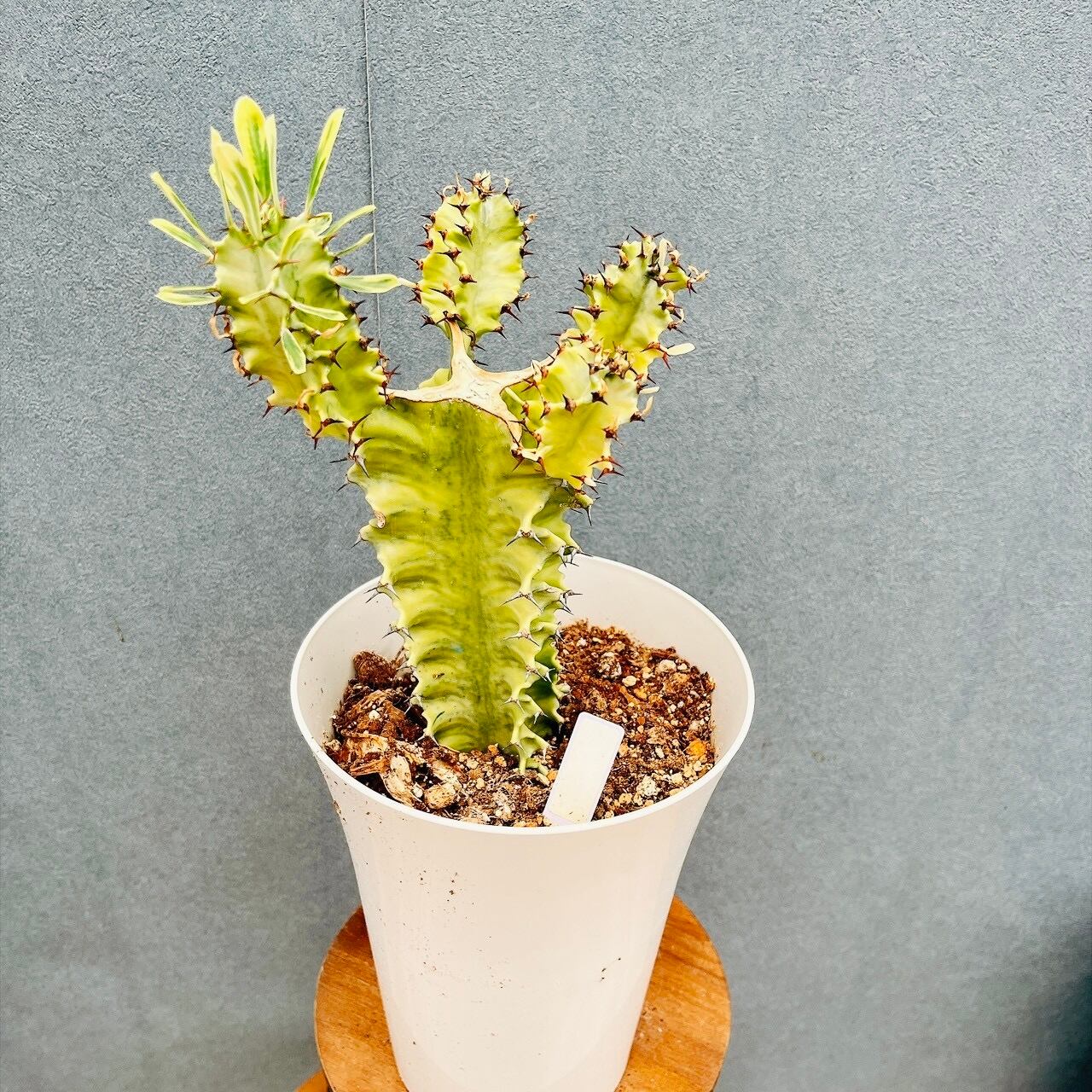 現品］14番 創樹 オリーブ ネバディロブランコ 8号 観葉植物 大型 屋外