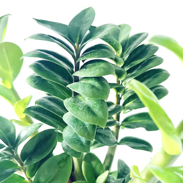 【再入荷】ザミオクルカス ゼンジー 登録品種 観葉植物 calm cafe