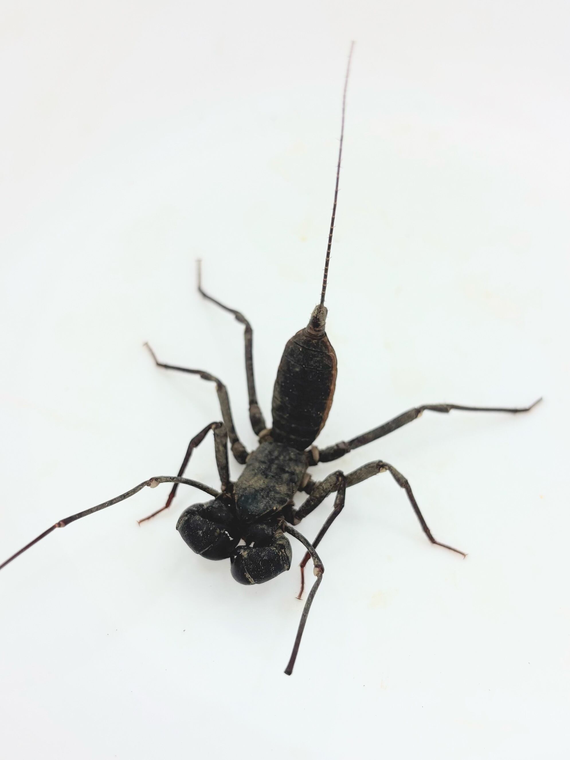 特大ペルビアンジャイアントセンチピード35cm 2枚目に完成品 希望金額コメント 特大ペルビアンジャイアントセンチピード35cm 2枚目に完成品