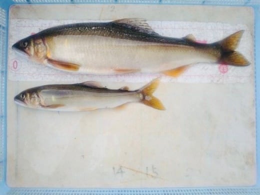天然活〆鮎！1kg】くさひろも獲る！清流日本一の高津川や三隅川上流の