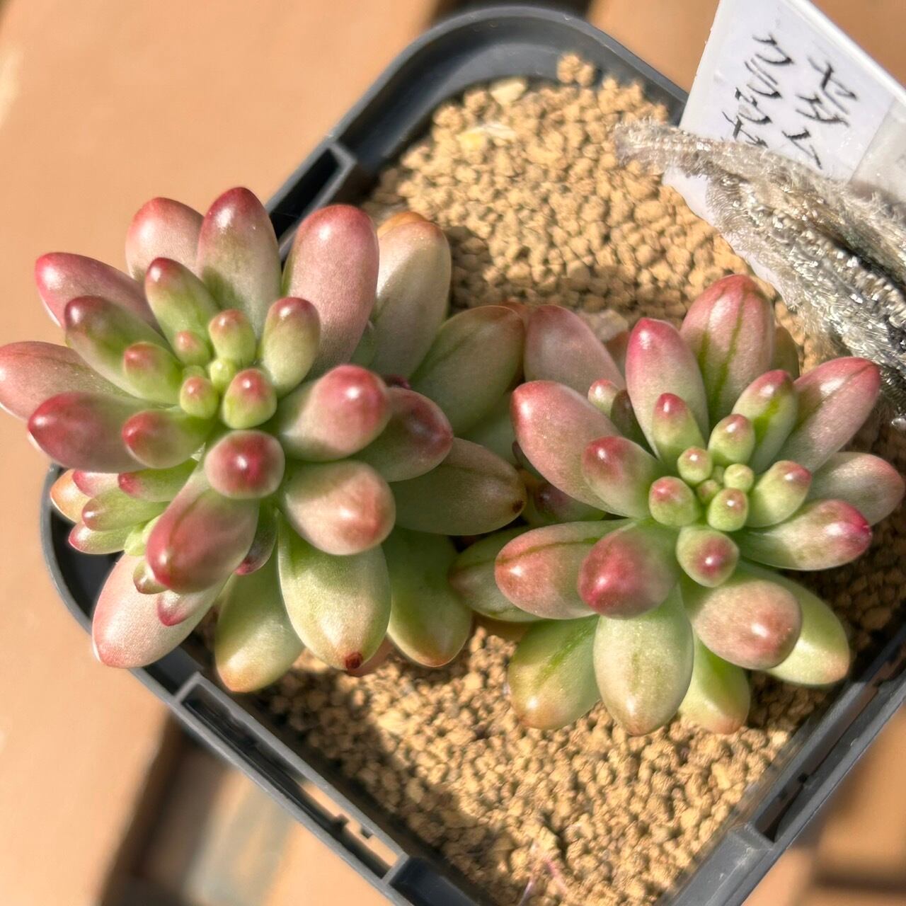 北海道O様ご注文 クラウゼン錦(セダム) | RuPo 多肉植物専門店