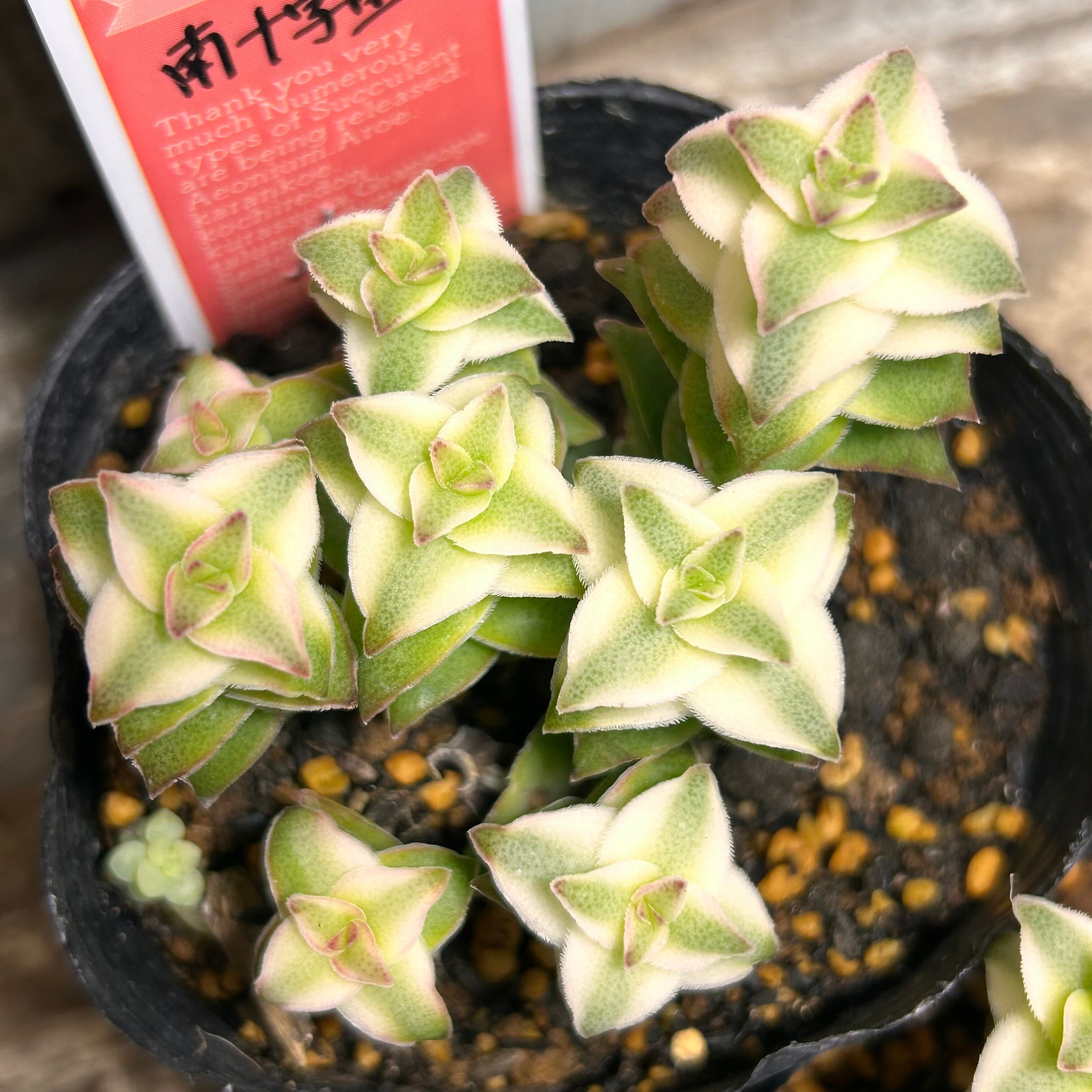 南十字星 | RuPo 多肉植物専門店