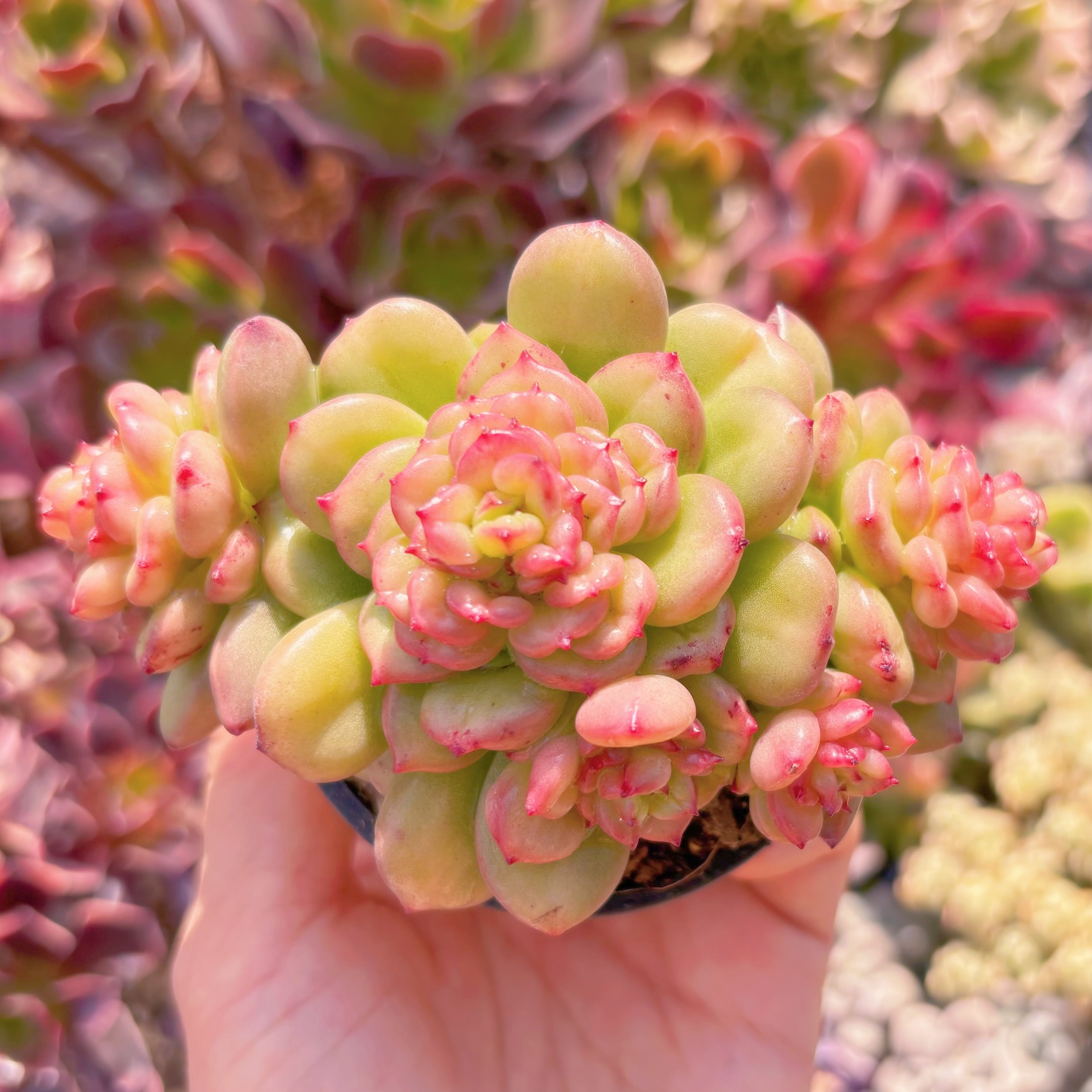 多肉植物　林檎花　群生　新入荷　るる農園