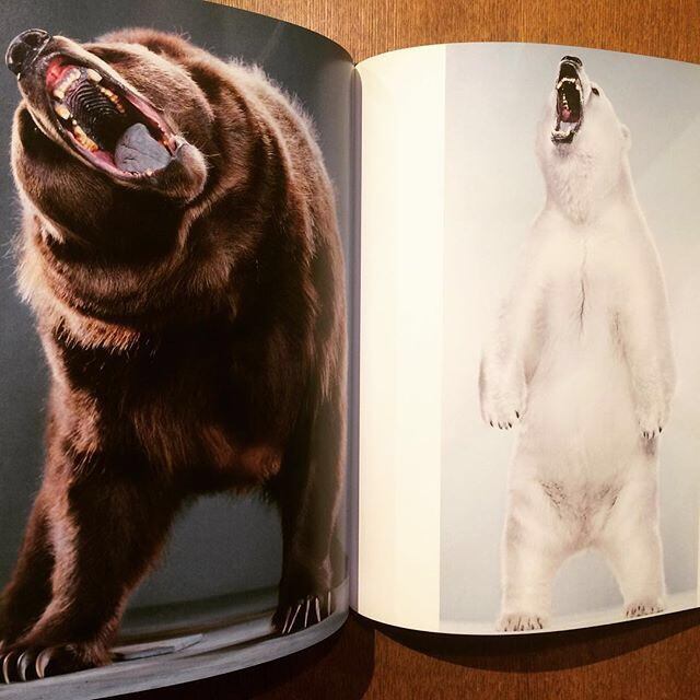 熊の写真集「Bear Portraits／Jill Greenberg」 - 画像3