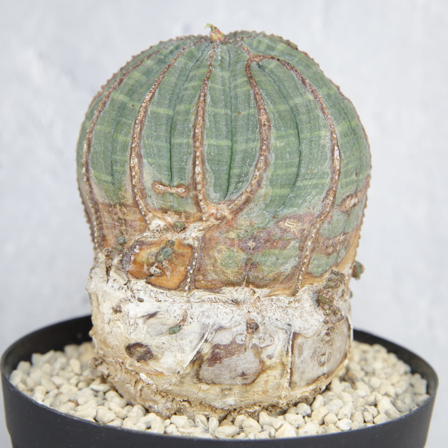 メス株【厳選株】白木 捻じれ ラギットオベサ / ユーフォルビア 木質化