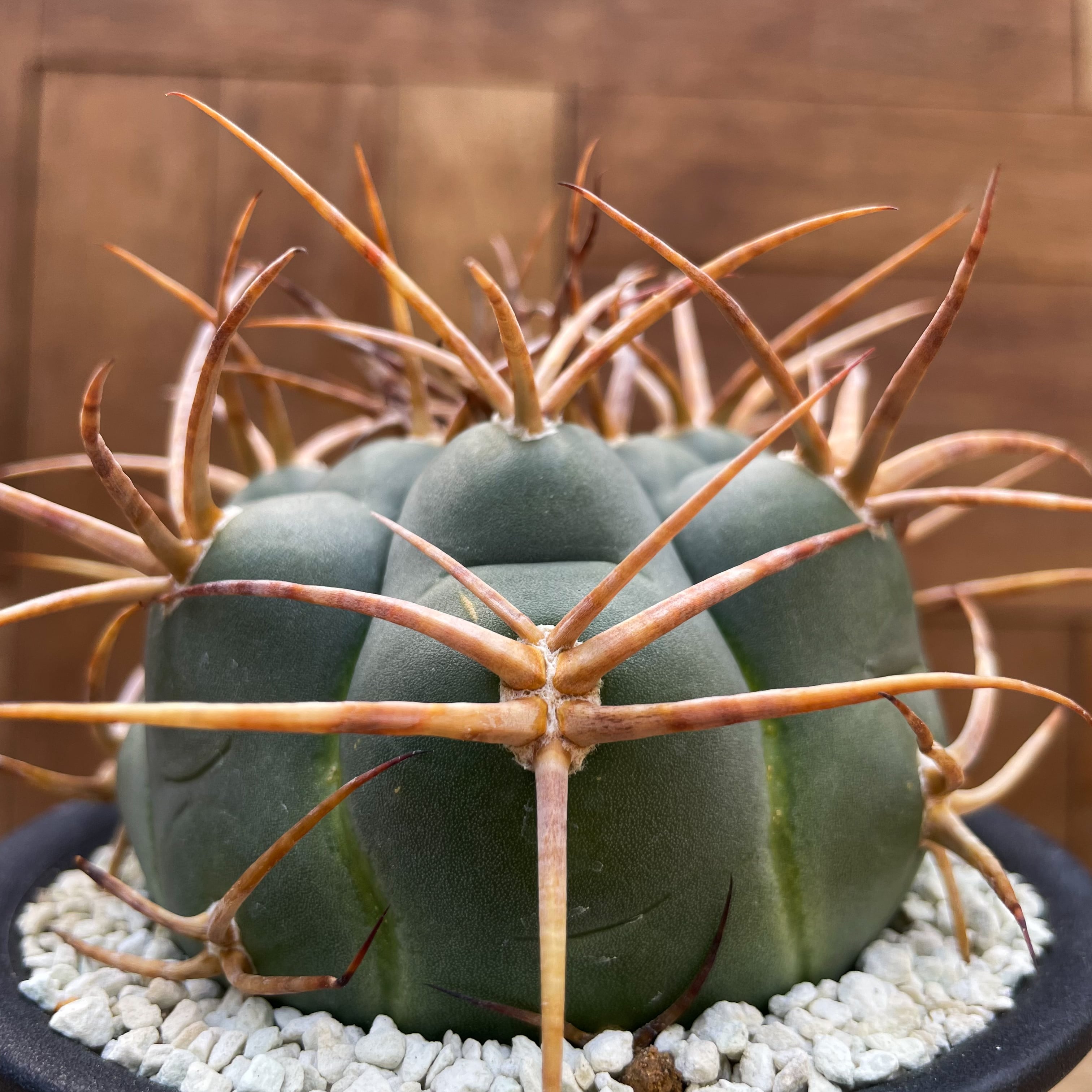 Gymnocalycium cardenasianum【ギムノカリキウム・強棘光琳玉・接木 