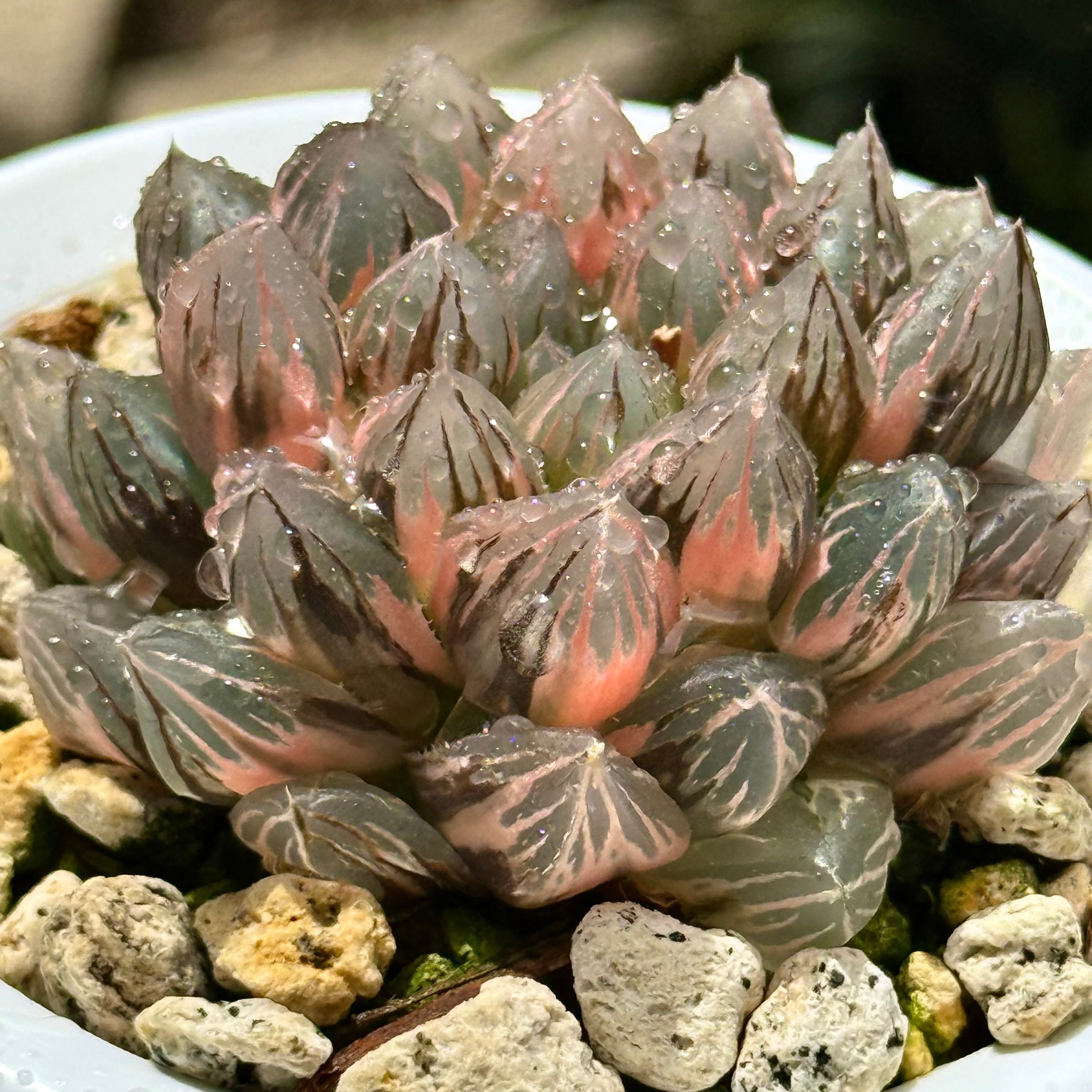 紫王オブツーサ錦 B157 糊斑超美株 | 珍しいハオ楽園