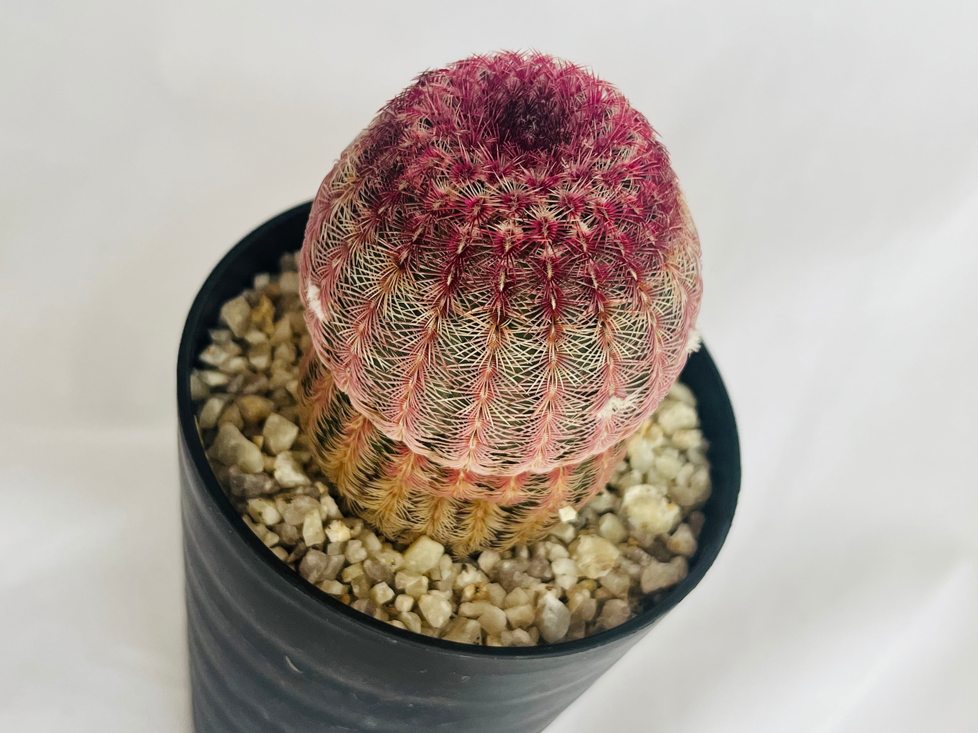 Echinocereus rigidissimus var. rubrispinus 紫太陽 サボテン